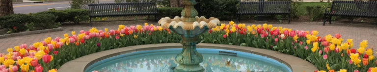 Multicolored tulips around a fountain in Garden City